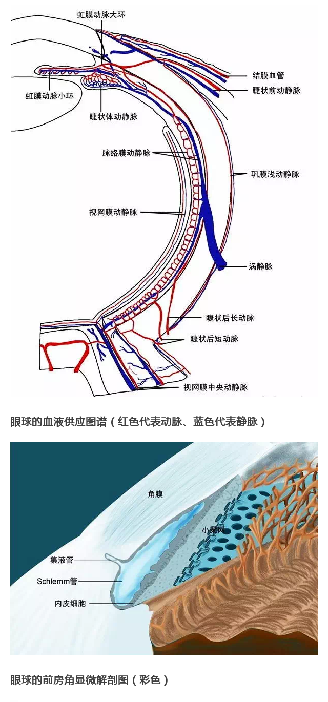 眼科基础解剖精选图集
